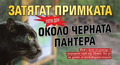 ПЕТИ ДЕН: Затягат примката около черната пантера