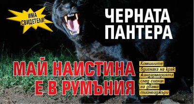 ИМА СВИДЕТЕЛИ: Черната пантера май наистина е в Румъния