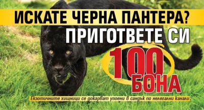 Искате черна пантера? Пригответе си 100 бона