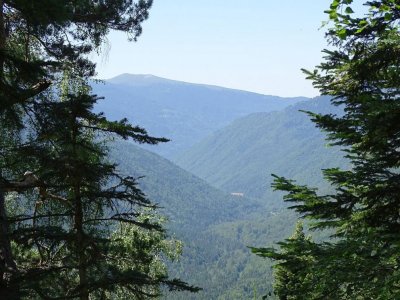 Пожарникари спасиха деца, изгубили се в гората