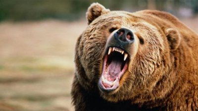 Зверовете освирепяха: Мечка нападна и рани овчар в планината 