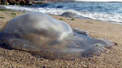 Морето вече ври от медузи алармираха туристи по Черономорието По