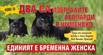 Ново 20: Два са избягалите леопарди в Шуменско, единият е бременна женска