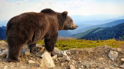 Нова меча атака в Румъния: Овчар е в болница 