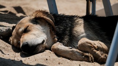 Стотици кучета бедстват в приюта в село Коиловци