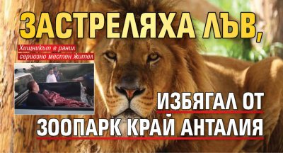 Застреляха лъв, избягал от зоопарк край Анталия