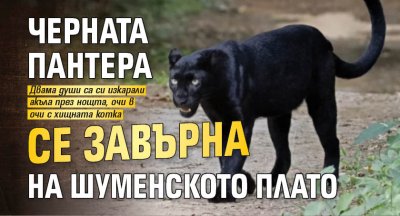 Черната пантера се завърна на Шуменското плато