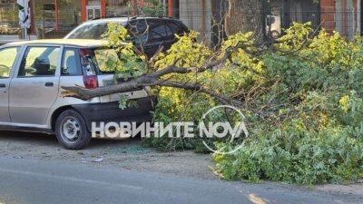 Огромен клон падна върху лек автомобил в Пловдив