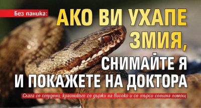 Без паника: Ако ви ухапе змия, снимайте я и покажете на доктора 