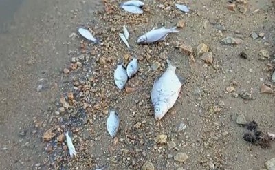 Тревога в язовир „Копринка“: Стотици мъртви риби и драстичен спад на водата