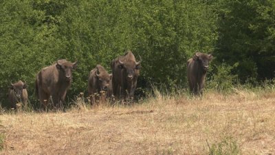 Пуснаха диви бизони в Изтоните Родопи