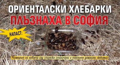 НАПАСТ: Ориенталски хлебарки плъзнаха в София