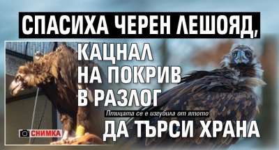 Спасиха черен лешояд, кацнал на покрив в Разлог да търси храна (СНИМКА)