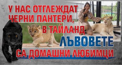 У нас отглеждат черни пантери, в Тайланд лъвовете са домашни любимци