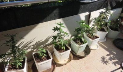Иззеха над 455 грама марихуана в Казанлък (СНИМКИ)