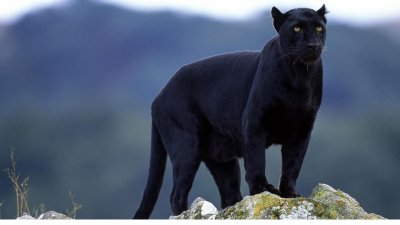 Черната пантера се върти около шуменския квартал Мътница на около