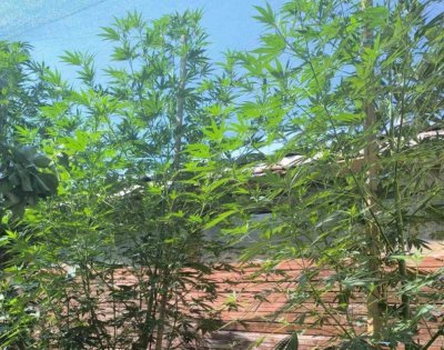 Откриха 3-метрова марихуана в двора на пазарджишкия „Пабло Ескобар“ (СНИМКИ)