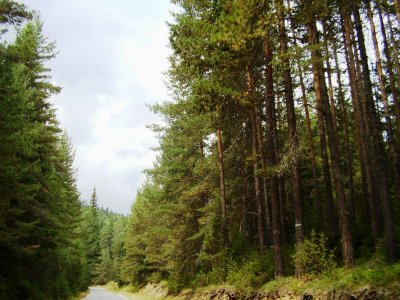 Двама мъже от Етрополе отиват на съд за нападение над горски инспектор