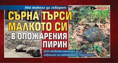 Ако можеха да говорят: Сърна търси малкото си в опожарения Пирин (ВИДЕО)