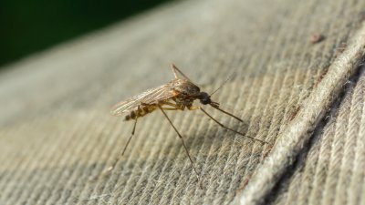 Нов вирус пламна в Китай, връщат мерки като при COVID-19