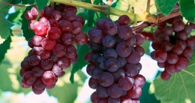 Тежка година за лозарите, отчитат 30% спад на реколтата 