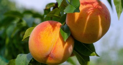 Производители на праскови останаха без компенсации за унищожената реколта