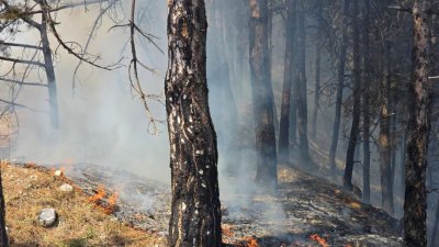 Ще са нужни поне 50 години, за да се възстанови Пирин от пожарите