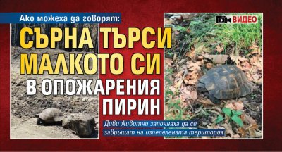 Ако можеха да говорят: Сърна търси малкото си в опожарения Пирин (ВИДЕО)