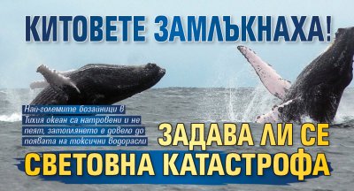 Китовете замлъкнаха! Задава ли се световна катастрофа