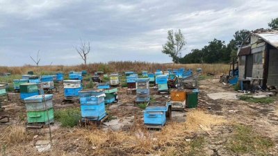Полицейското куче Бим откри канабис в пчелни кошери в карнобатско село (СНИМКИ)