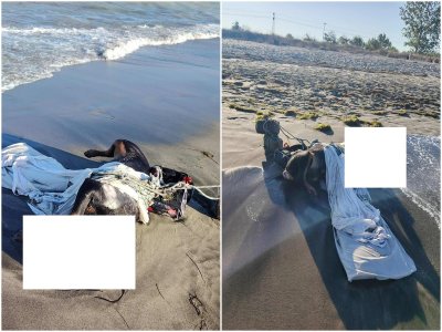 Потресаващо: Тяло на умишлено умъртвено куче изплува на плажа в Бургас
