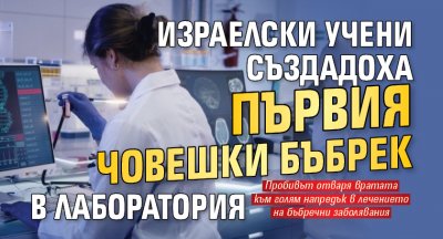 Израелски учени създадоха първия човешки бъбрек в лаборатория
