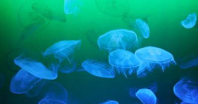 АЕЦ във Франция спря да работи заради медузи