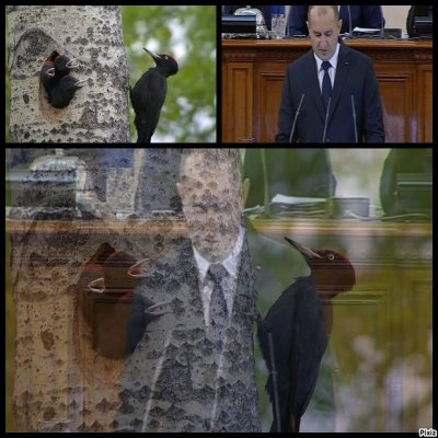 Седмицата: Чука ли, чука „кълвачът“-президент