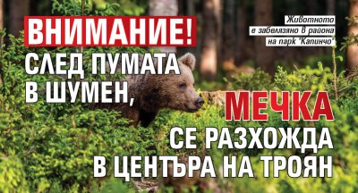 ВНИМАНИЕ! След пумата в Шумен, мечка се разхожда в центъра на Троян