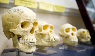 Открити вкаменелости в Етиопия пренаписват историята на човешката еволюция