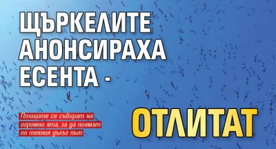 Щъркелите анонсираха есента - отлитат