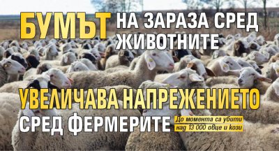 Бумът на зараза сред животните увеличава напрежението сред фермерите