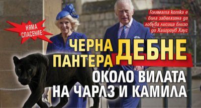 Няма спасение: Черна пантера дебне около вилата на Чарлз и Камила