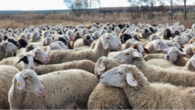 Азербайджан ограничава временно вноса на някои стоки от България