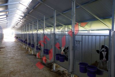 С петиция в НС: Граждани поискаха забрана на клетките за телета 
