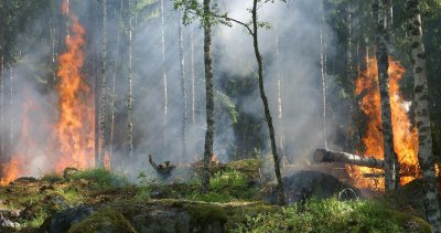 Испания обяви горските пожари за едно от най-големите екологични бедствия