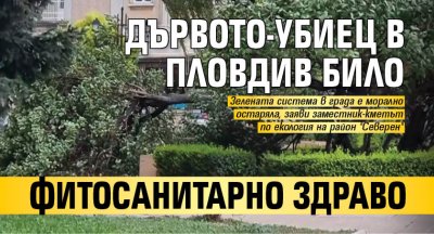 Дървото-убиец в Пловдив било фитосанитарно здраво 
