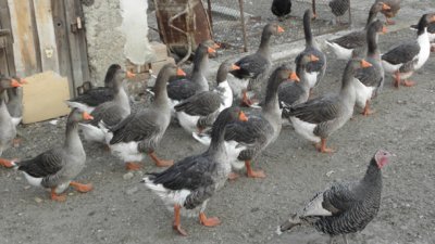 БАБХ унищожи 28 000 патици заради птичи грип