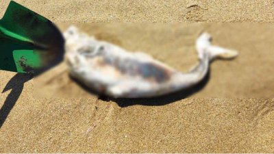 Зловещо: Морето изхвърли 25 обезглавени бебета делфини на Кара дере