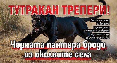 Тутракан трепери! Черната пантера броди из околните села