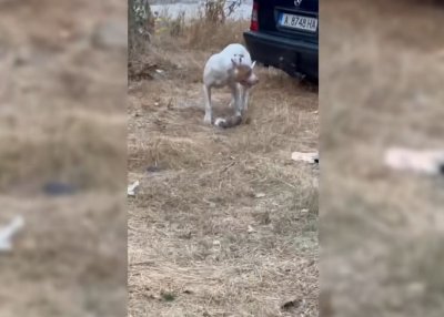 Бургас трепери от питбул-убиец! (ВИДЕО)