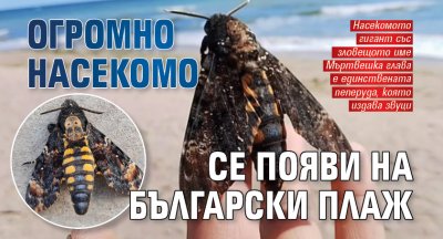 Огромно насекомо се появи на български плаж