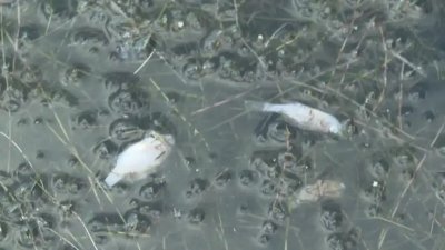 Вижте кошмара с умиращата риба в яз. "Батак"