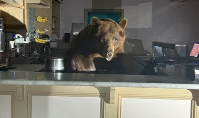 Мечка нахлу в магазин, за да хапне сладолед